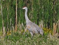 Montezuma National Wildlife Refuge