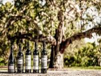 Tasting Journey of Wynns Coonawarra Estate Historic Vineyards