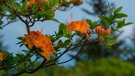 Birds and Blooms of Andrews Bald