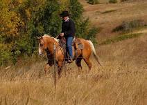 Hovde Reining // Cow Clinic