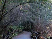 Tour of Muir Woods, An 