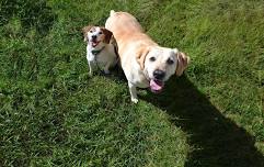 Adoption Event at Pet Supplies Plus in Stratham