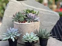 Succulent Planting Party,