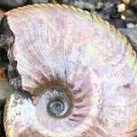 Green Gang: Fossil Hunt at the Folkestone Warren