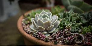 Succulent Centerpiece