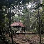 8-day Ayahuasca and Plant Medicine Amazon Retreat Oct 9 to Oct 16, 2024