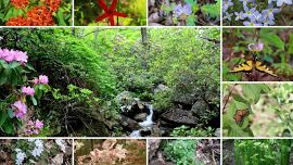 Little River Canyon National Preserve Annual Bioblitz