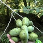 PAW PAW FORAGE