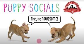 Puppy Socials 16-22 Weeks