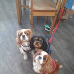 Cavalier King Charles Meet Up!!