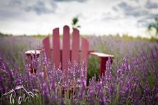 Lavender 101 Workshop