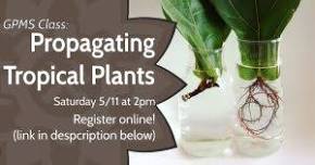 Propagating Tropical Plants