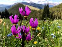 Powderface Ridge Wildflowers, Kananaskis