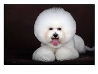 Breed Meetup: Bichon Frise!