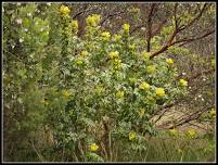 Introductory Plant Walks: Native Plants on the Lower Padden Creek Trail