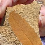 Fossil Leaf Adventure Succor Creek