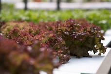 Commercial Aquaponics Course -  2 days