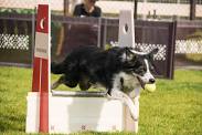 COKC Fall Fling Flyball Tournament (MB)