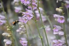 Wildflower Watercolor Workshop