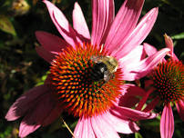 Bee Our Guest: Gardening for Pollinators