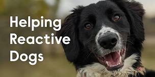 Helping Reactive Dogs Classes, Godmanchester, June 2024