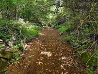 Mindfulness Walk: Forest Trail