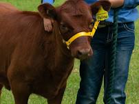 Rutherglen Annual Agricultural Show