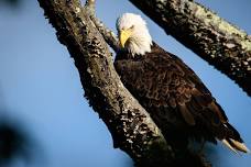 Birding for Everyone: Quabbin Park, Goodnough Dike