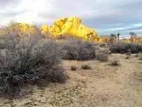 Exploring Joshua Tree National Park (#2449)