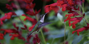 Planting for Pollinators - Make & Take Planting Event