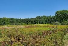 Spring Wild Medicinal Plant Walk with Herbalist & Author Maria Noël Groves