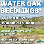 Oak Watering Volunteer Event!