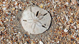 Beachcombing @ Pine Knoll Shores Aquarium