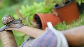 WILDER GARDENING FOR ALL! - East Bridgwater