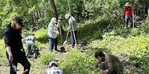 Volunteer Buckthorn Removal at Minnehaha Regional Park