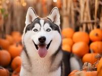 Pups in the Park Days at the Pumpkin Patch