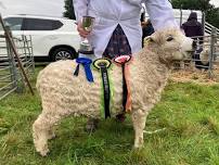 Chulmleigh Old Fair Sheep Show