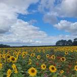 Stourton Sunflower Experience