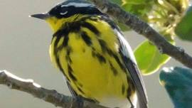 Hartford Audubon: Machimoodus State Park Bird Walk