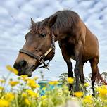 Mill Creek Farm Retirement Home for Horses