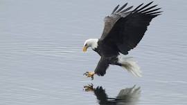 Soaring Over Stephen Foster Lake - Bald Eagle Watch