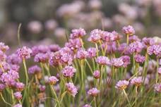 Charity Garden Opening - Benmore Botanic Garden