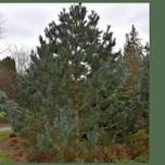 Trees for the Gallatin Valley - Advice & Tips from Cashman Nursery with Jerry Cashman