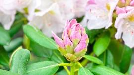 Caring for Spring Blooming Shrubs