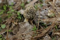 MDC Mushroom Hunting 101