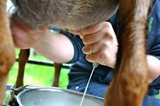 3 in 1Workshop-Goats, Milking, Cheese & Soap Makin