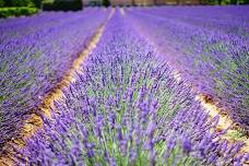 Newcastle Lavender Farm