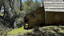 No. CA: Lemon Drops and Lupines on the Lyons Ranch Trail