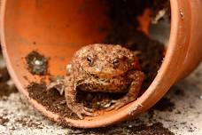 TOAD ABODE MAKE & TAKE