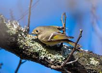 Celebrate Birds: Beagle Club/Institute Farm